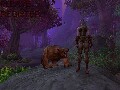 bear.jpg